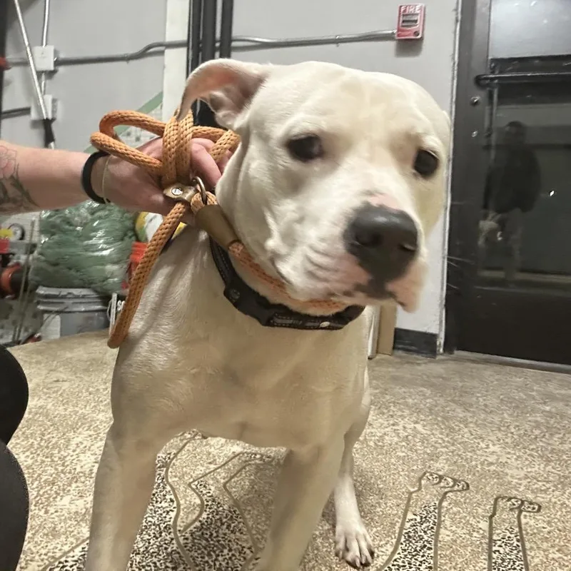 An adult medium-sized female White / Cream Pit Bull Terrier dog named Merci for adoption in Newark, NJ