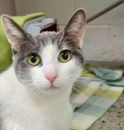 A young small-sized female Domestic Short Hair cat named Pebble for adoption in Sacramento, CA