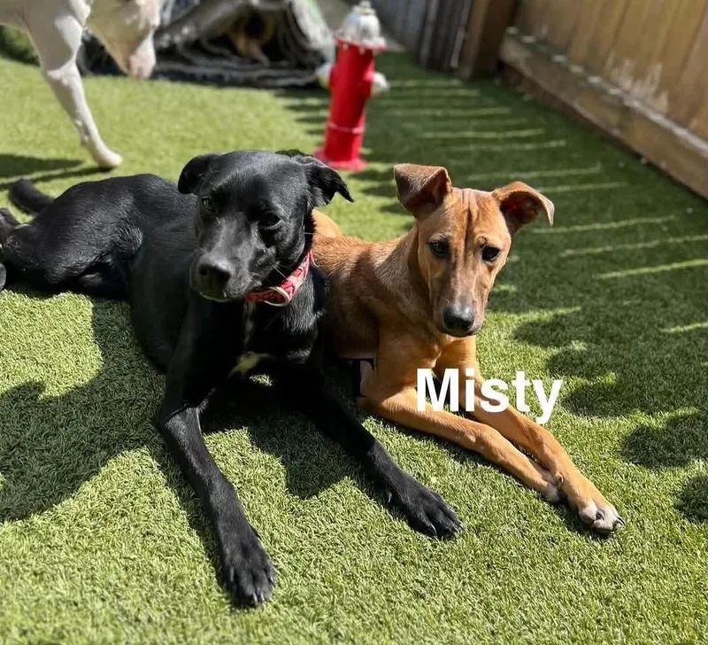 Misty thumbnail 4