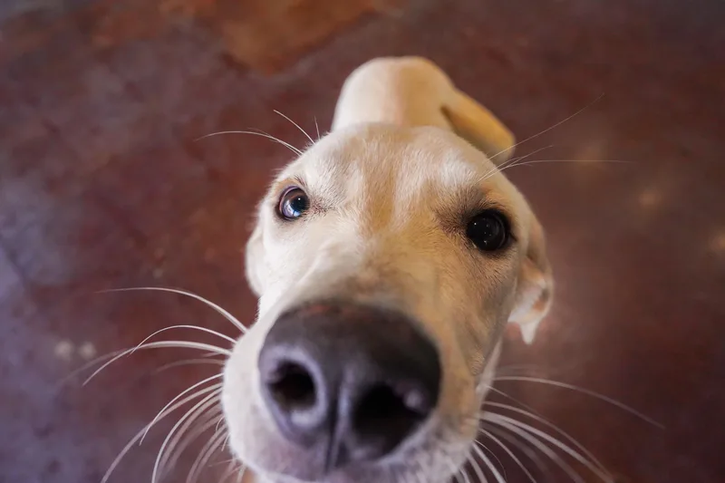 An adult medium-sized male Labrador Retriever dog named Amos for adoption in San Antonio, TX