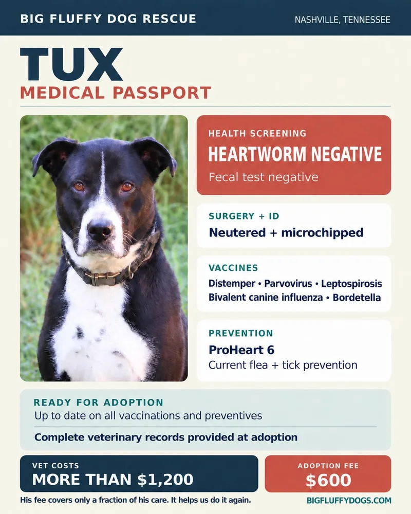 An adult large-sized male Black Border Collie dog named Tux for adoption in Nashville, TN