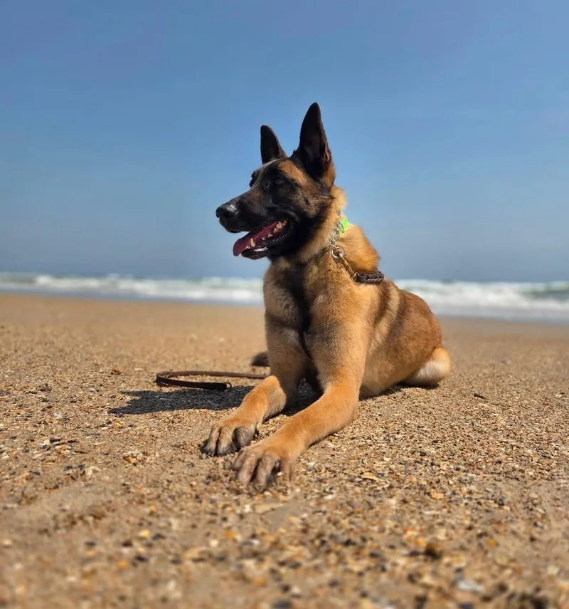 An adult large-sized male Belgian Shepherd / Malinois dog named Tokyo for adoption in Agua Dulce, CA