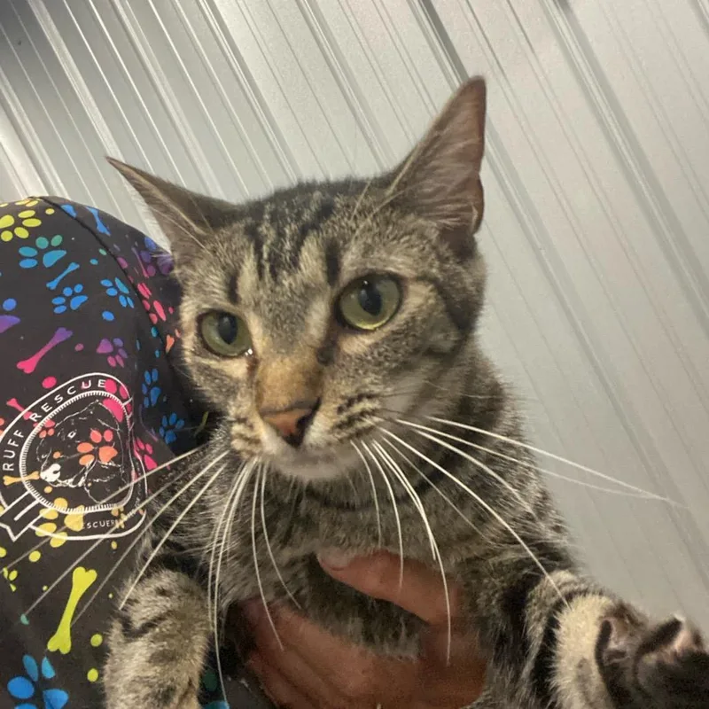 An adult medium-sized female Brown / Chocolate Domestic Short Hair cat named Olga for adoption in Parrish, AL