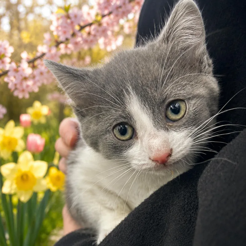 A young medium-sized female Domestic Short Hair cat named Iris for adoption in Belleville, MI