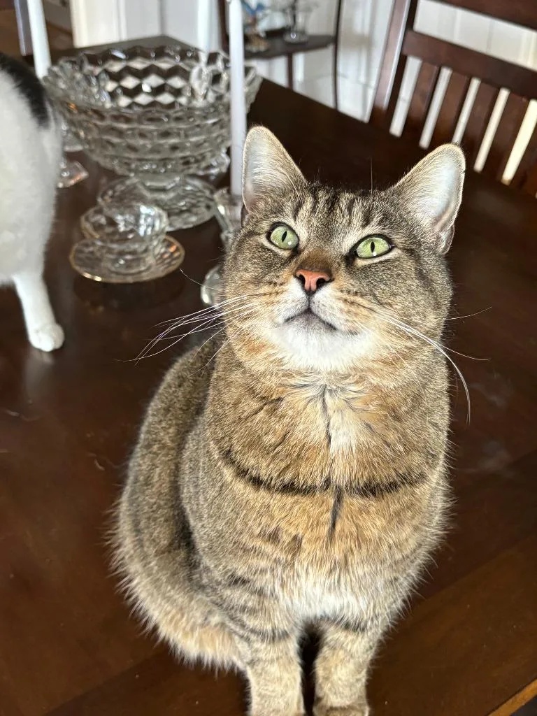 A senior medium-sized female Domestic Short Hair cat named Sparkle for adoption in Bloomington, IN