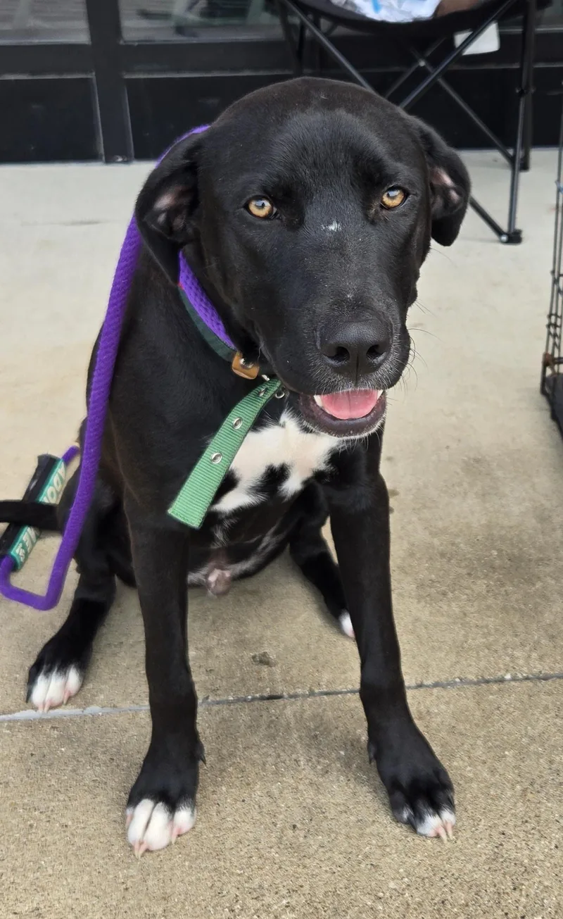 A young medium-sized male Black Mouth Cur dog named Diesel for adoption in Livingston, TX