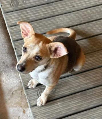 A young small-sized female Mixed Breed dog named Charli in TX for adoption in Cranston, RI