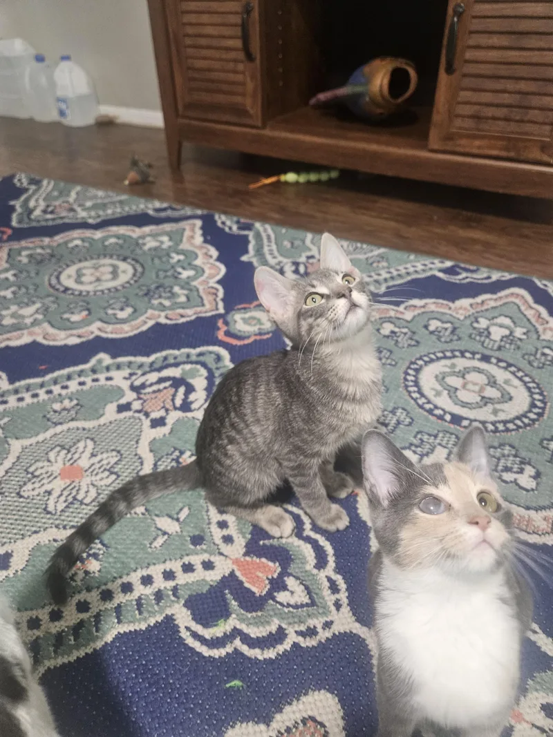 A baby small-sized male Domestic Short Hair cat named Tucker for adoption in Youngtown, AZ