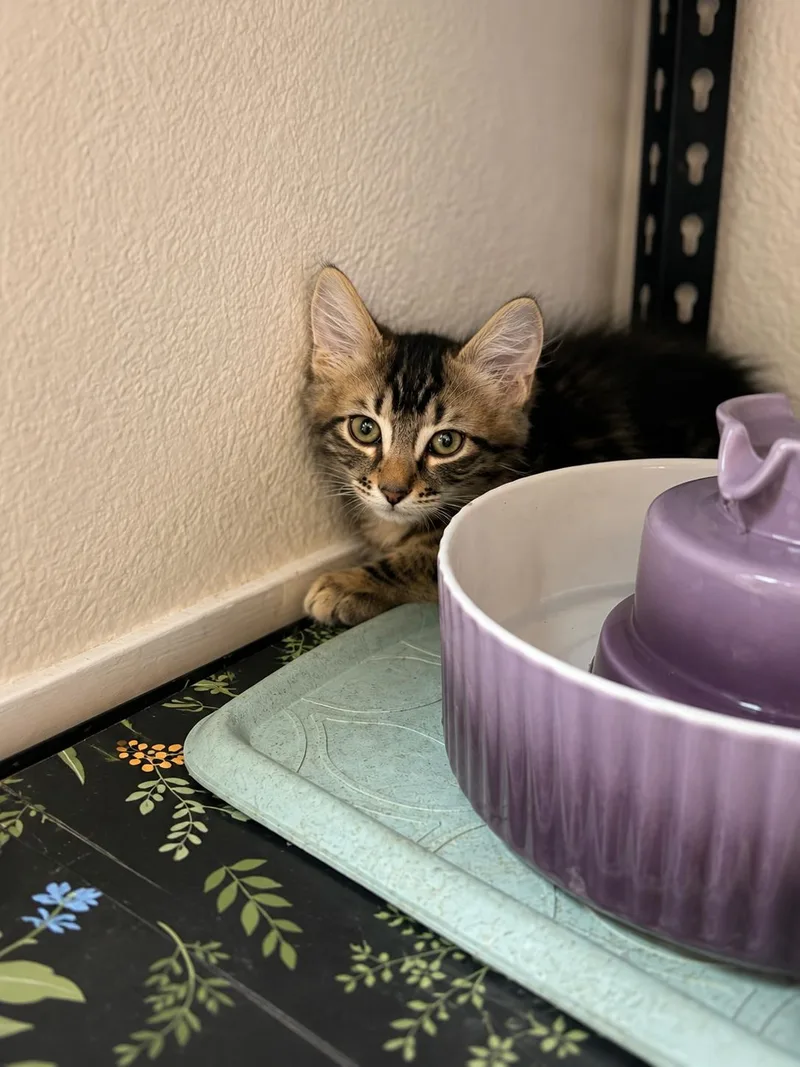 A baby small-sized male Domestic Medium Hair cat named Jacob for adoption in Rio Linda, CA
