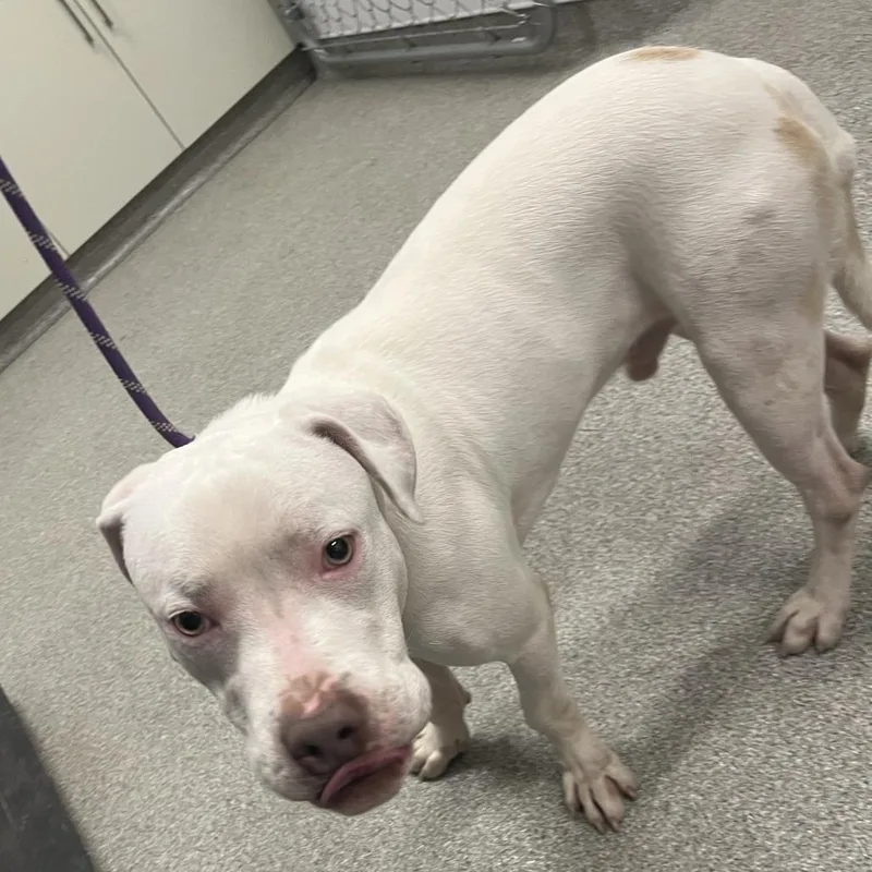An adult medium-sized male Pit Bull Terrier dog named Lychee for adoption in Matteson, IL