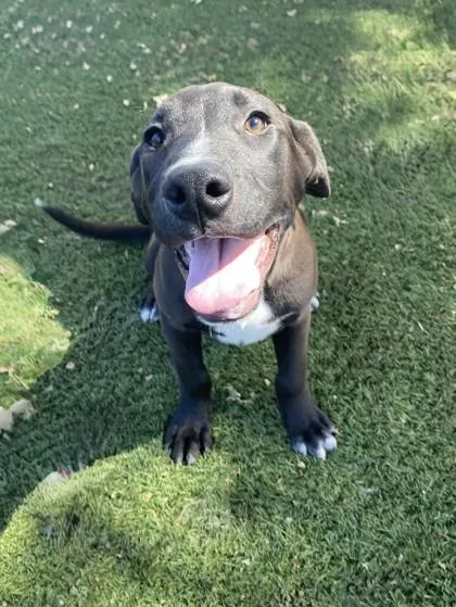 A baby medium-sized female Black Labrador Retriever dog named Collette for adoption in Red Bluff, CA