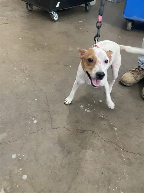 A young medium-sized female Mixed Breed dog named Jewel for adoption in Dallas, TX