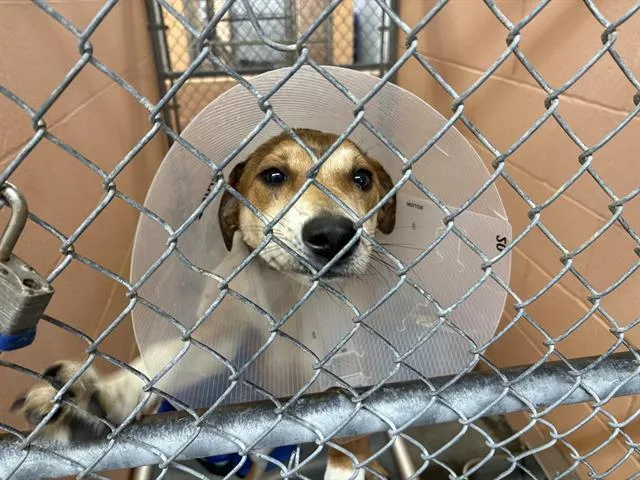 A young medium-sized female Pit Bull Terrier dog named Gin for adoption in Fairfield, CA