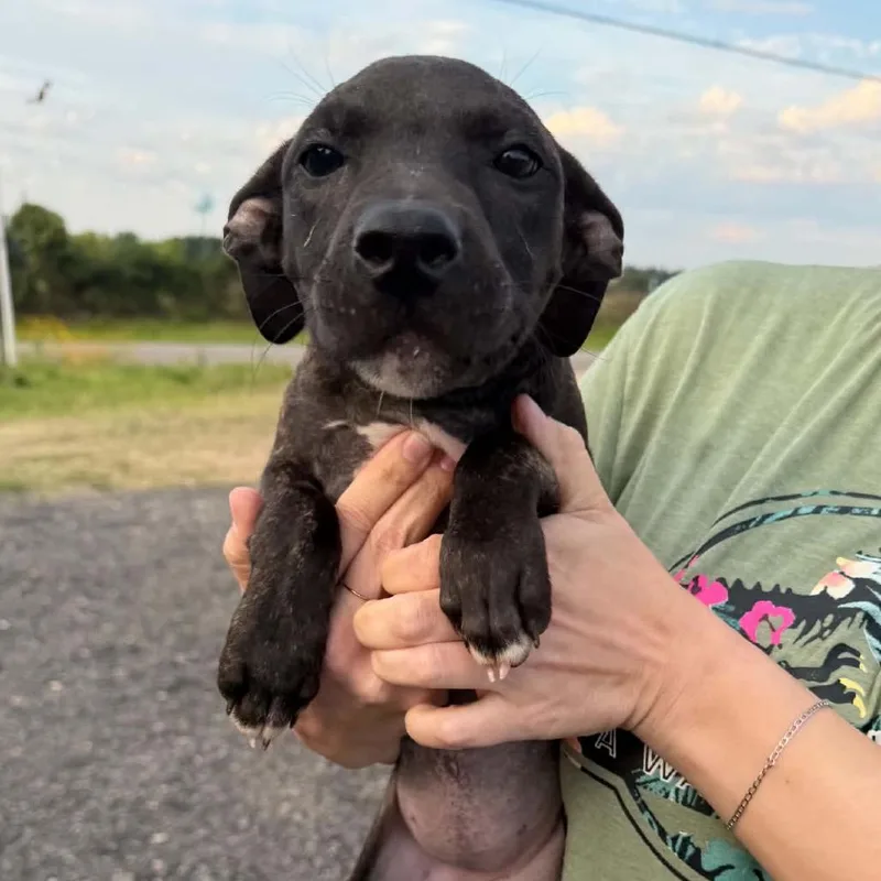 A baby small-sized female Brindle Mixed Breed dog named Cirro for adoption in Buffalo, MN
