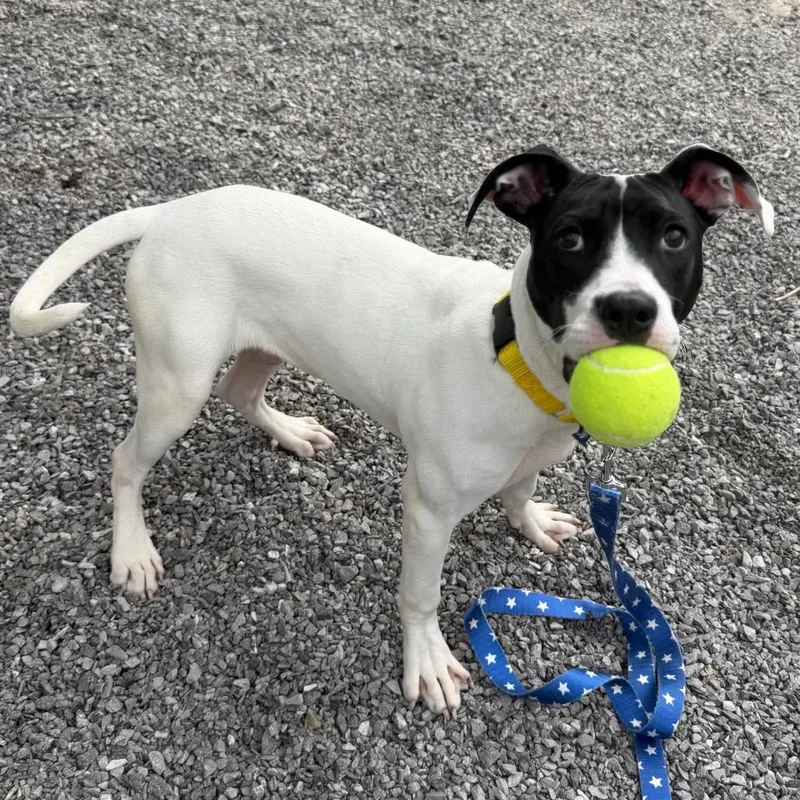 A baby medium-sized male White / Cream Mixed Breed dog named Trout for adoption in Asheville, NC