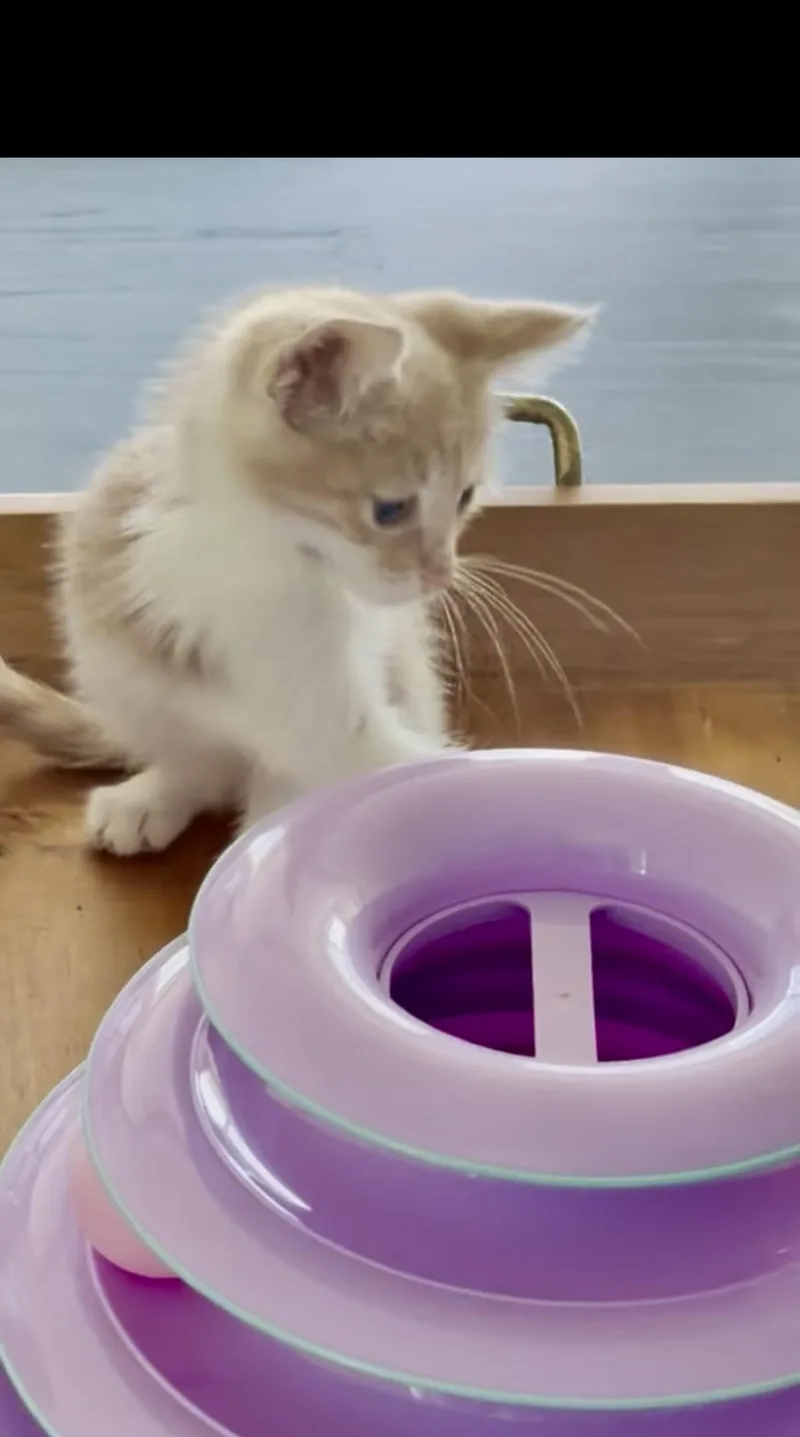 A baby small-sized male Domestic Short Hair cat named Zuri for adoption in Honolulu, HI