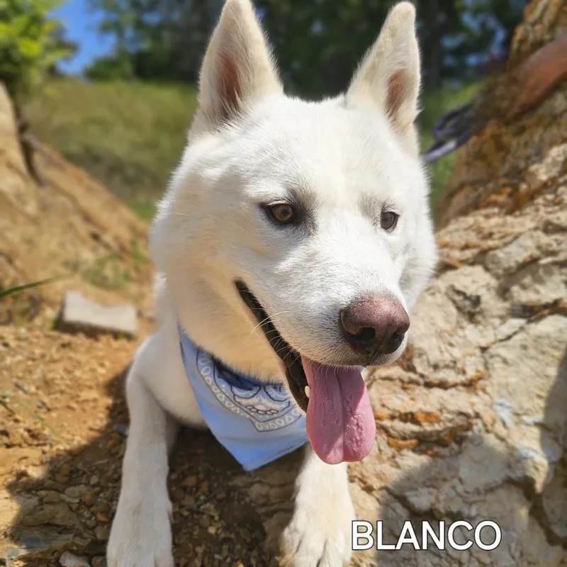 An adult medium-sized male White / Cream Husky dog named Blanco for adoption in Madisonville, TN