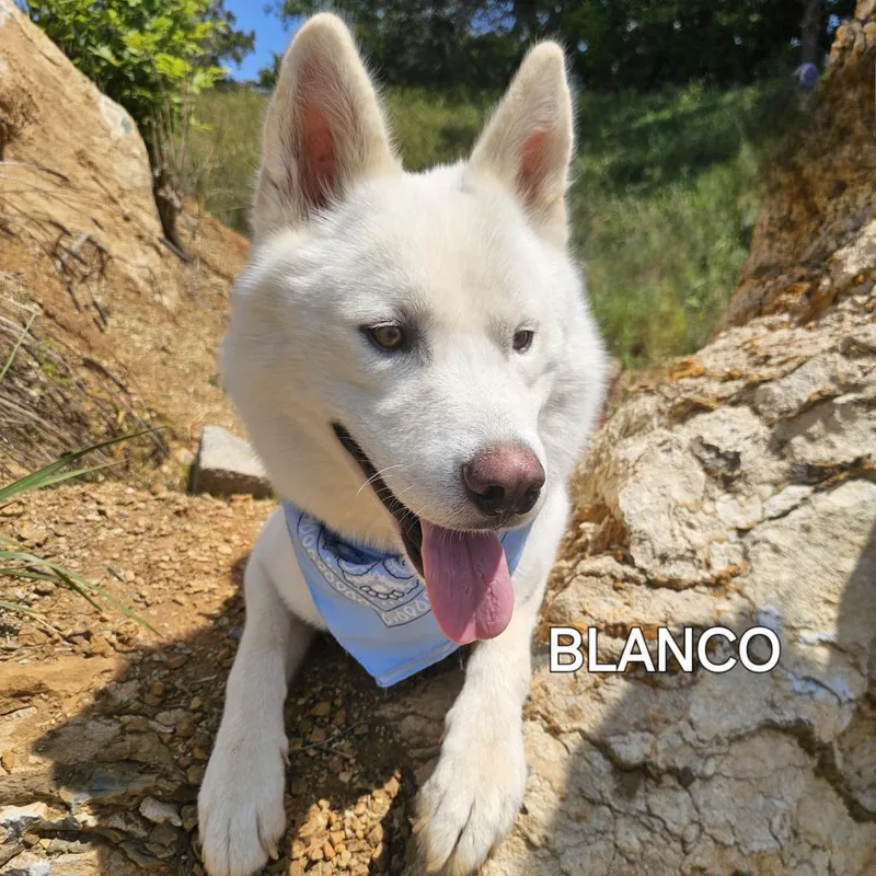 Blanco thumbnail 2
