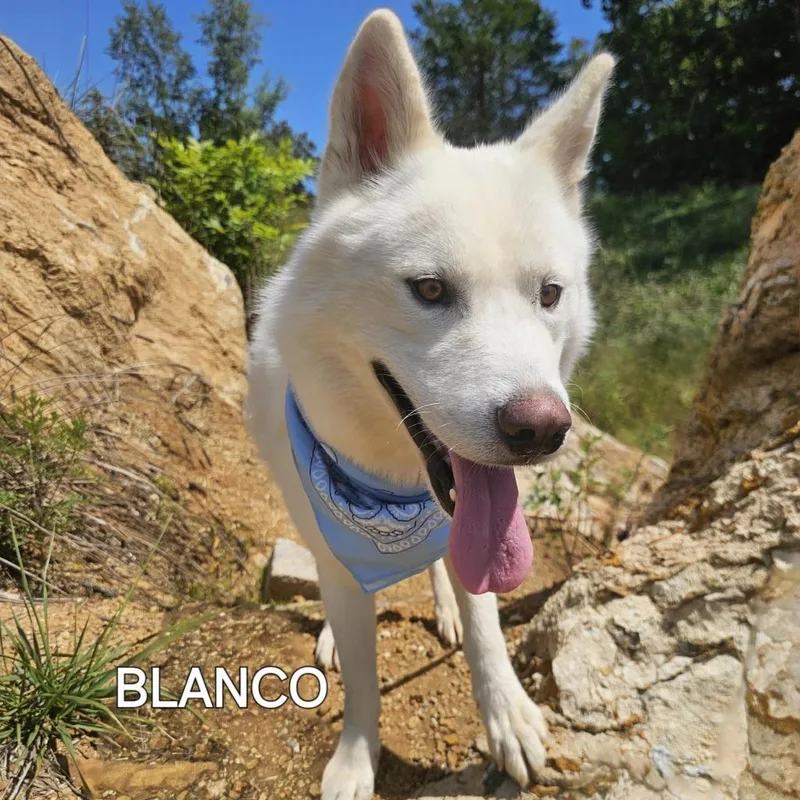 Blanco thumbnail 3