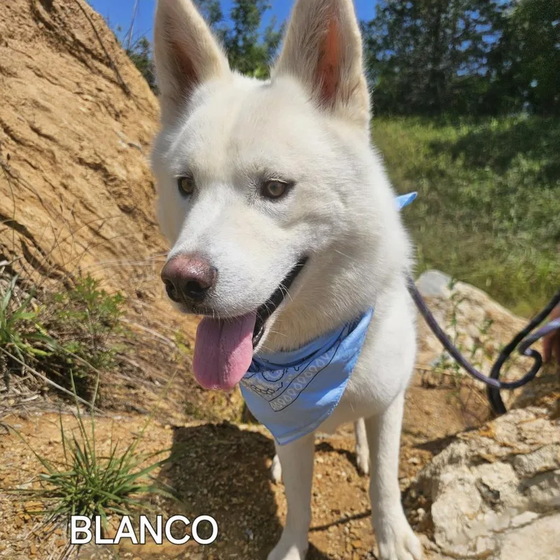 Blanco thumbnail 4