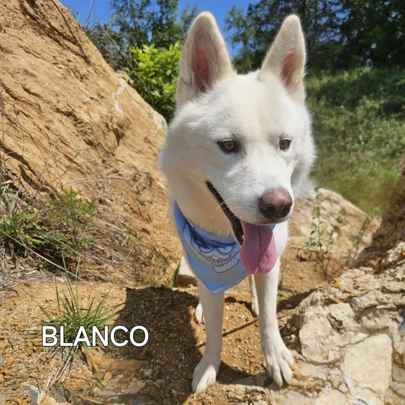 Blanco thumbnail 6