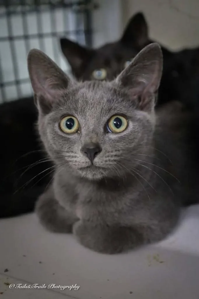 A baby medium-sized male Domestic Short Hair cat named Triangulum for adoption in Greensburg, IN