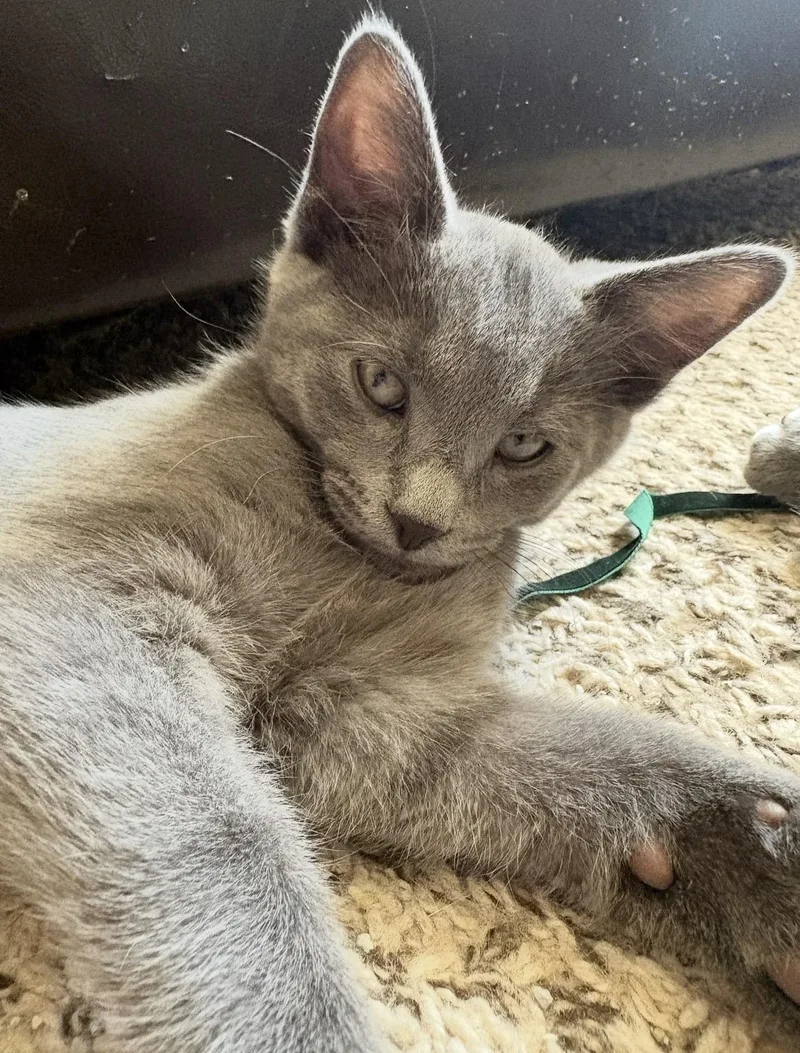 A baby medium-sized male Gray / Blue / Silver British Shorthair cat named Casey for adoption in Mount Juliet, TN