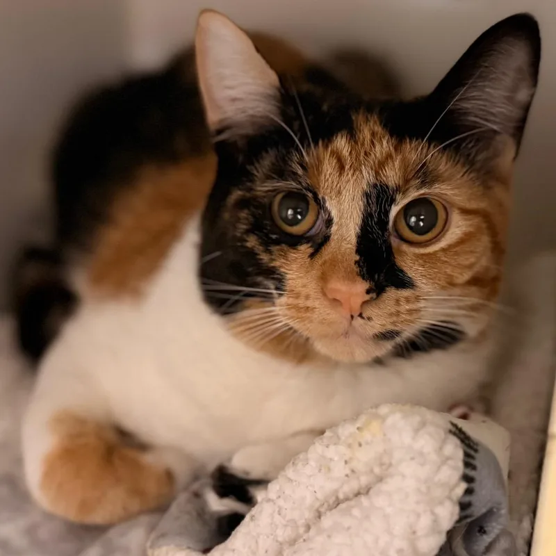 A young small-sized female Domestic Short Hair cat named Jaylene for adoption in Cumming, GA