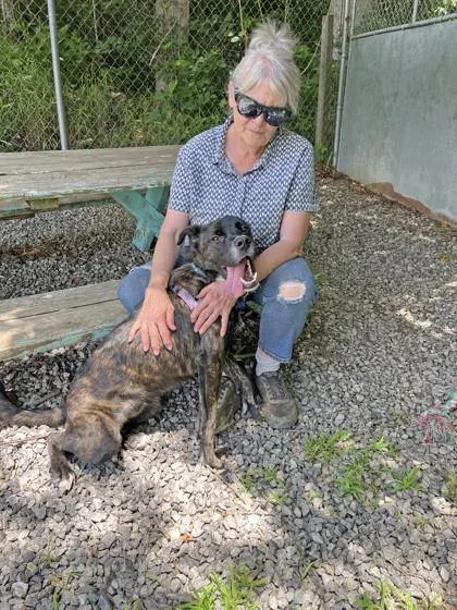 An adult medium-sized male Mixed Breed dog named Grand Torino for adoption in Marshall, NC