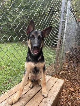 A baby medium-sized male German Shepherd Dog dog named Hogan for adoption in Cumming, GA
