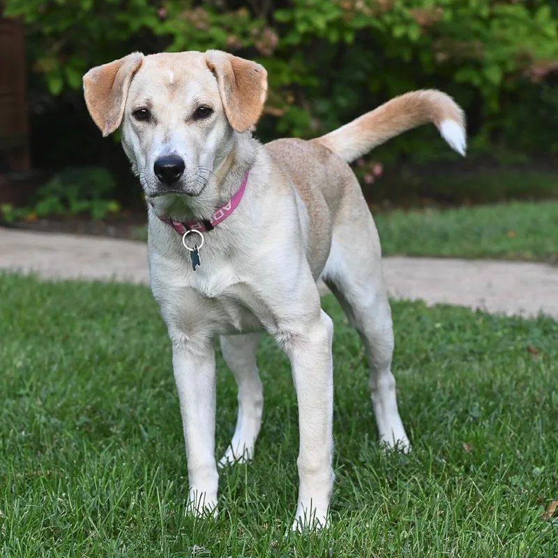 A young medium-sized female Yellow Labrador Retriever dog named Pearl for adoption in Arlington Heights, IL