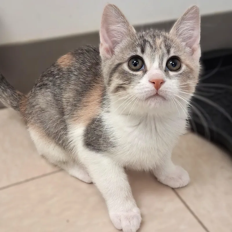 A young small-sized female Dilute Calico Domestic Short Hair cat named Dory for adoption in Belmont, NY
