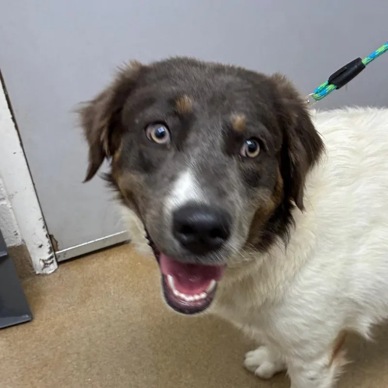An adult medium-sized female White / Cream Australian Shepherd dog named Matilda for adoption in Corpus Christi, TX
