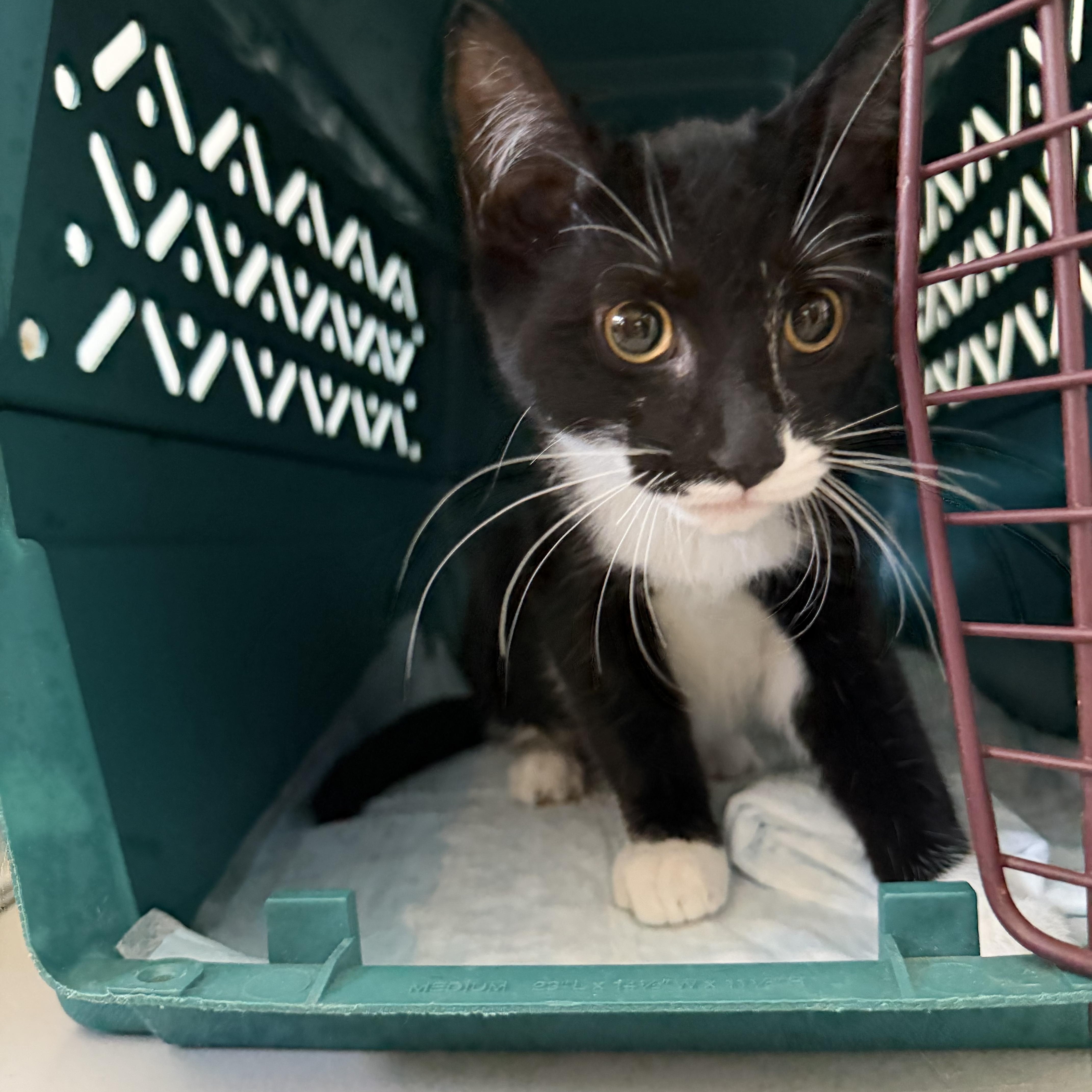 A baby small-sized female Cream Point Siamese cat named Priscilla for adoption in Syosset, NY