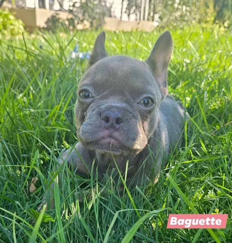 Baguette
