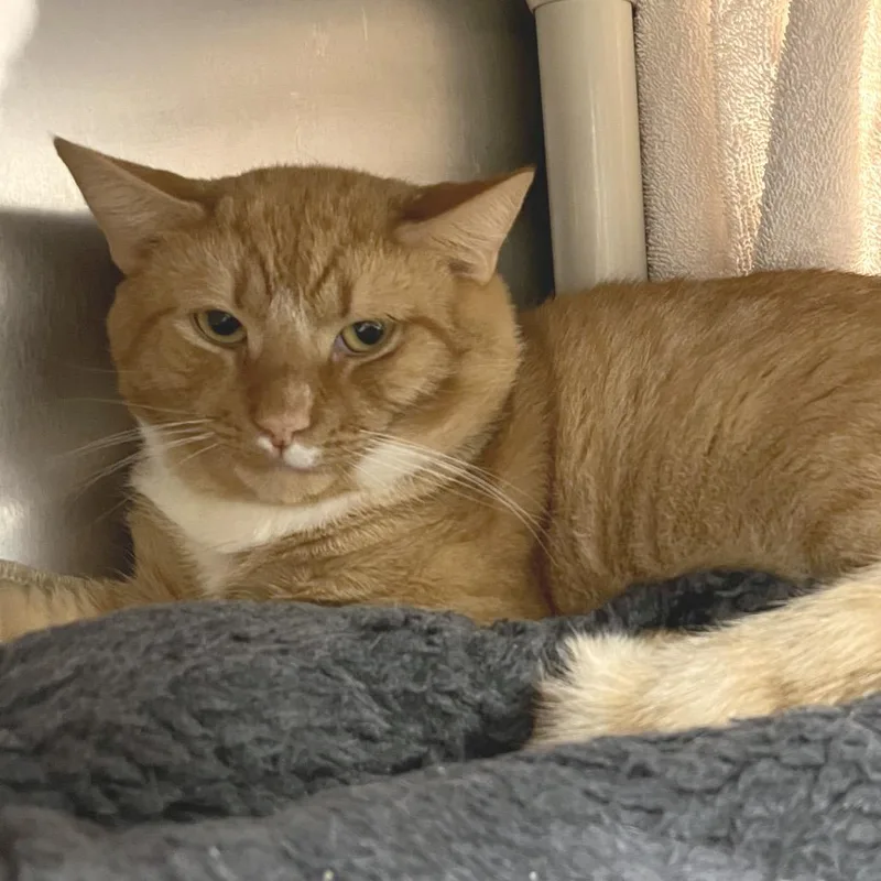 An adult large-sized male Domestic Short Hair cat named Tigger for adoption in York, PA