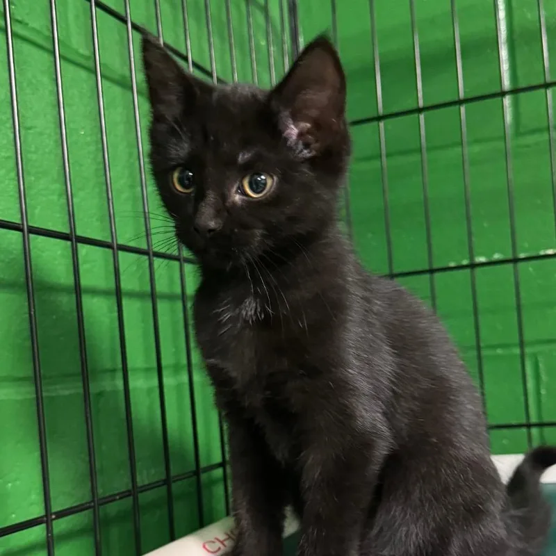 A baby small-sized female Domestic Short Hair cat named Sparksy for adoption in Olean, NY