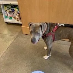 A young large-sized male Brindle Pit Bull Terrier dog named Caz for adoption in York, PA