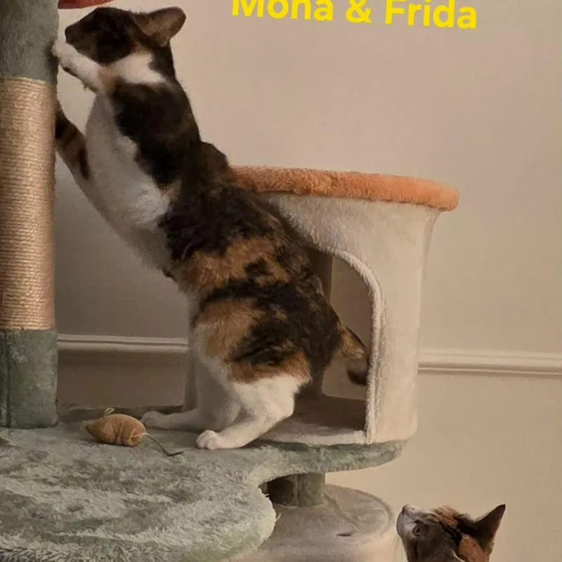 A young medium-sized female Calico Domestic Short Hair cat named Frida [bonded With Mona] for adoption in Benicia, CA
