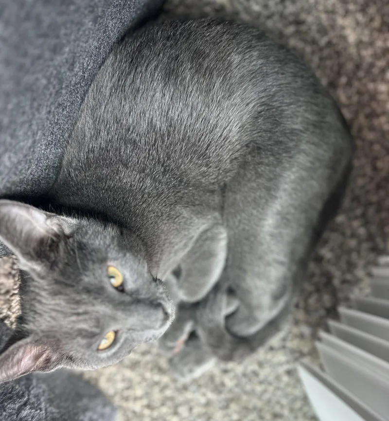 A young medium-sized male Gray / Blue / Silver Domestic Short Hair cat named Hg Litter Arlo for adoption in Livonia, MI