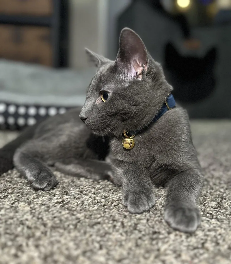 Hg Litter Arlo thumbnail 2
