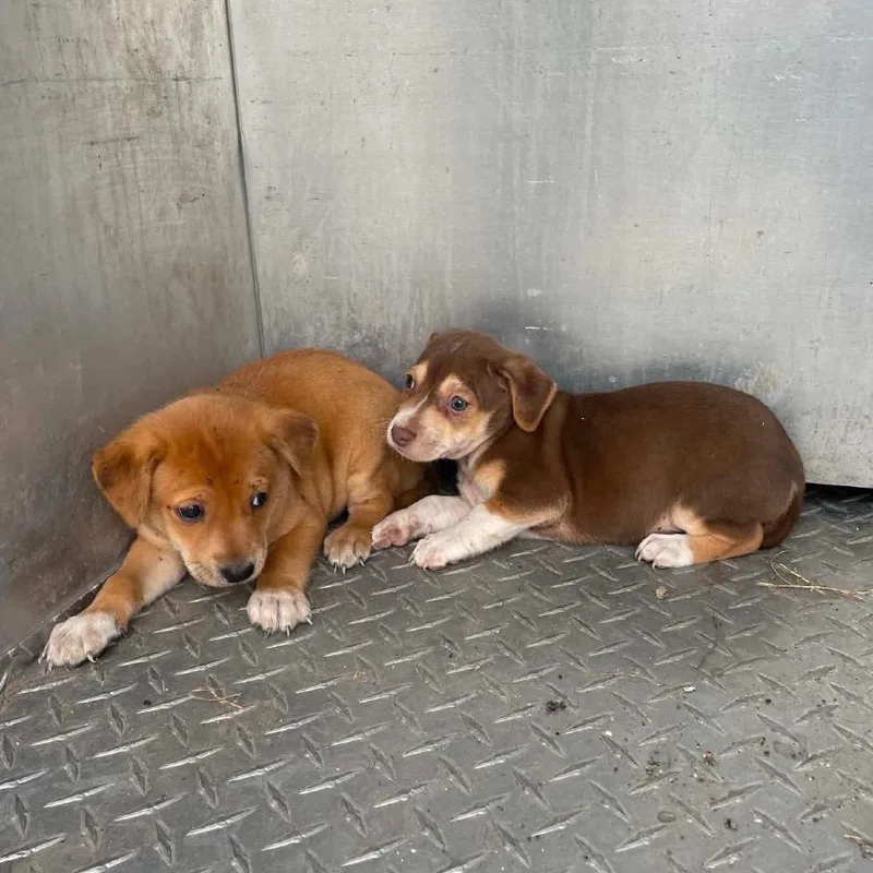 A baby small-sized male Brown / Chocolate Terrier dog named Stormy C for adoption in Allen, TX