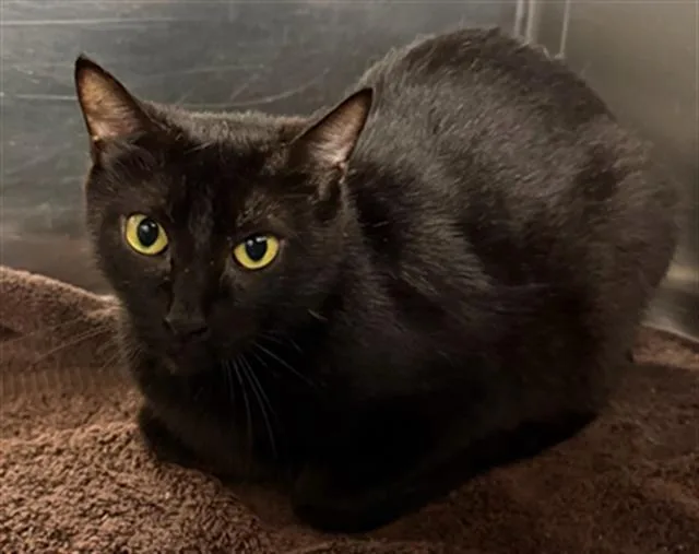 A young medium-sized female Domestic Short Hair cat named Spruce for adoption in Dallas, TX