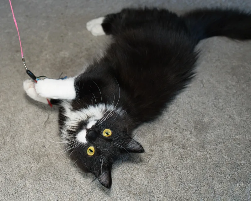 A young medium-sized female Domestic Long Hair cat named Bella & Billie for adoption in Milwaukee, WI