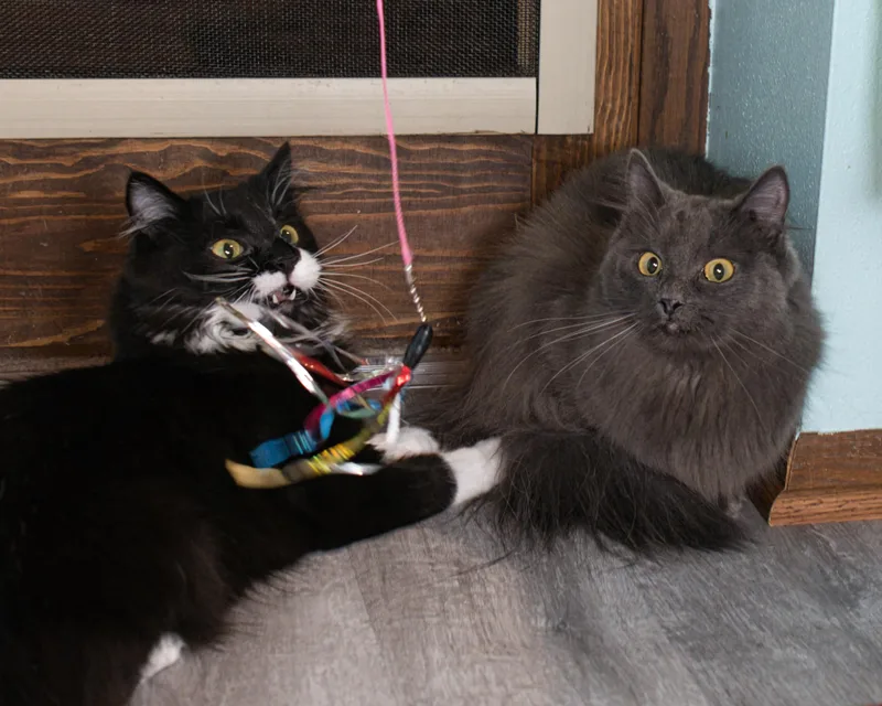 Bella & Billie thumbnail 2