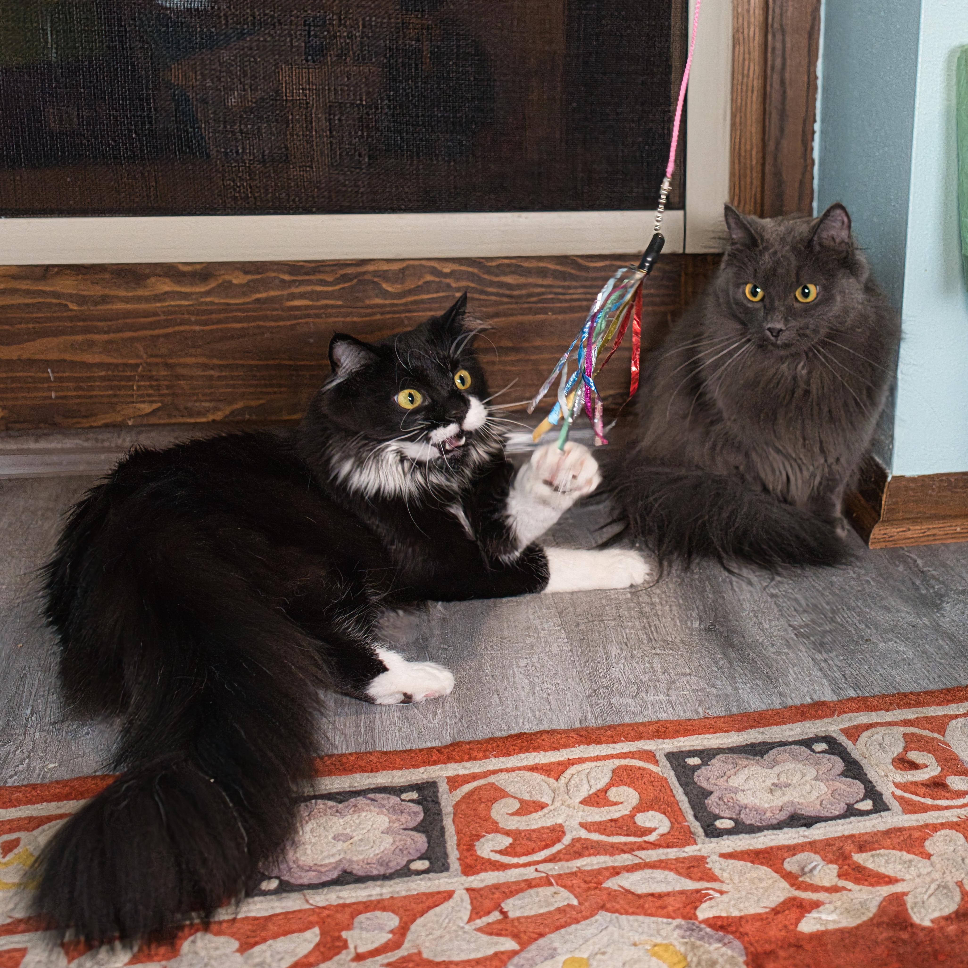 Bella & Billie thumbnail 3
