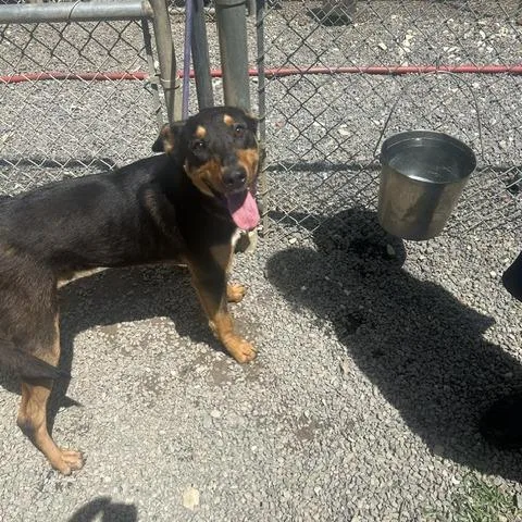 A young large-sized male Black Shepherd dog named Simon for adoption in Marble, NC