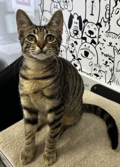 A young small-sized male Domestic Short Hair cat named B Mitchell for adoption in North Charleston, SC
