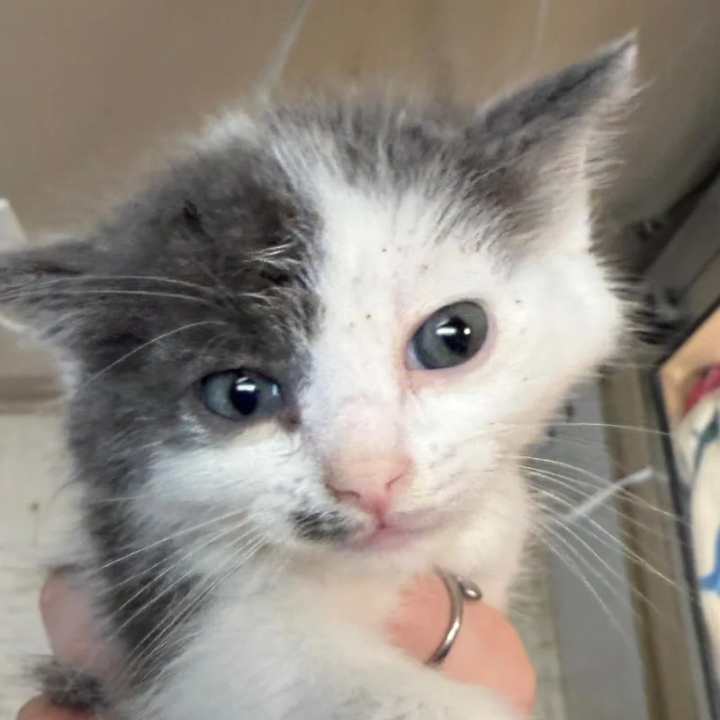 A baby small-sized male Domestic Medium Hair cat named Heffalump for adoption in Beckley, WV
