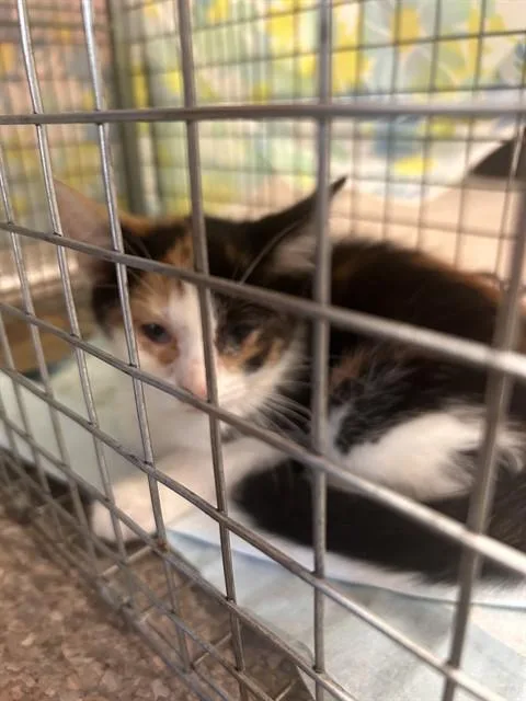 A baby small-sized female Domestic Short Hair cat named Gabby for adoption in Louisville, KY